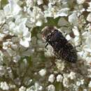 Image of Acmaeoderella flavofasciata flavofasciata