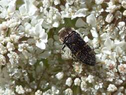 Image of Acmaeoderella flavofasciata flavofasciata