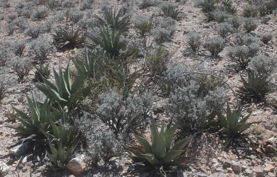 Image of guayule