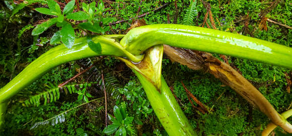 Слика од Angelica lignescens