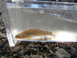 Image of Mud Darter