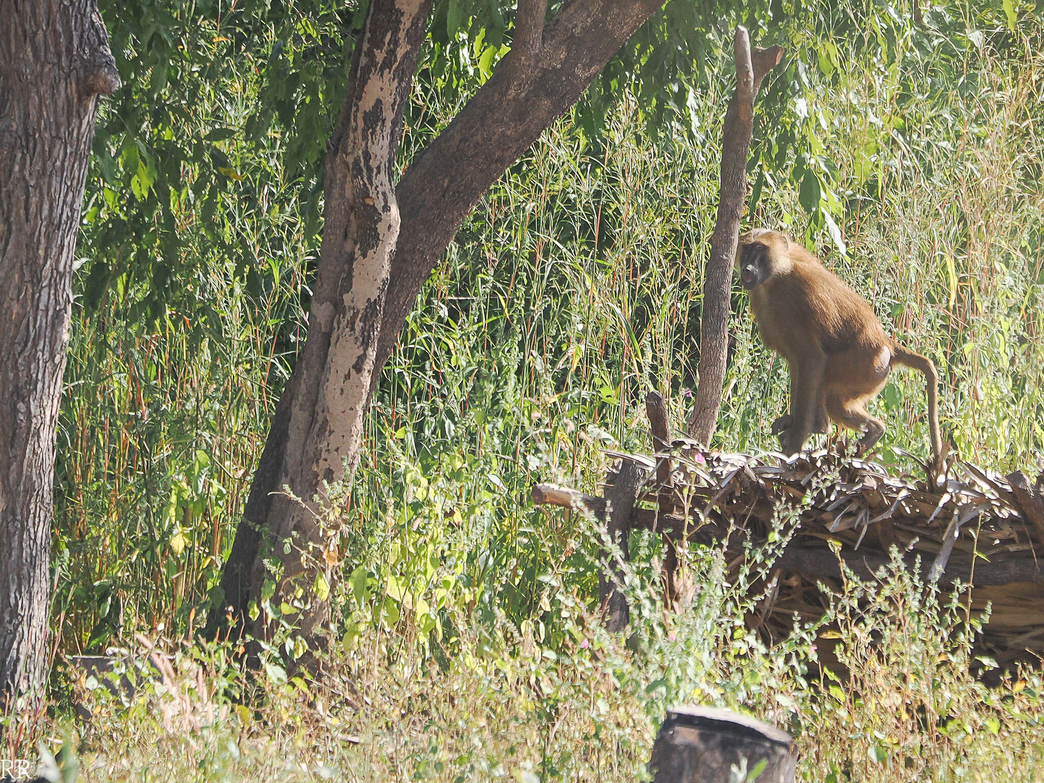 Image of Guinea Baboon