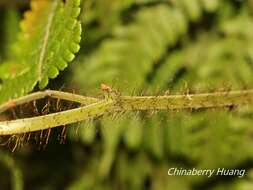 Sivun Ctenitis eatonii (Bak.) Ching kuva