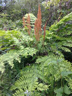 Imagem de Osmunda regalis L.