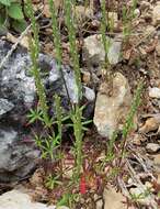 Image of Crucianella latifolia L.