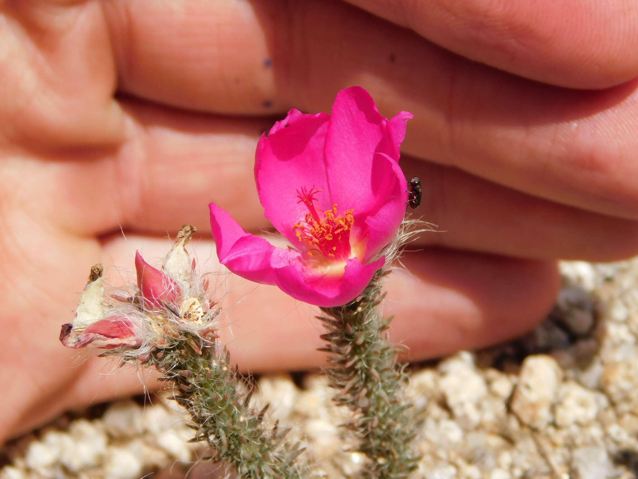 Portulaca eruca Hauman resmi