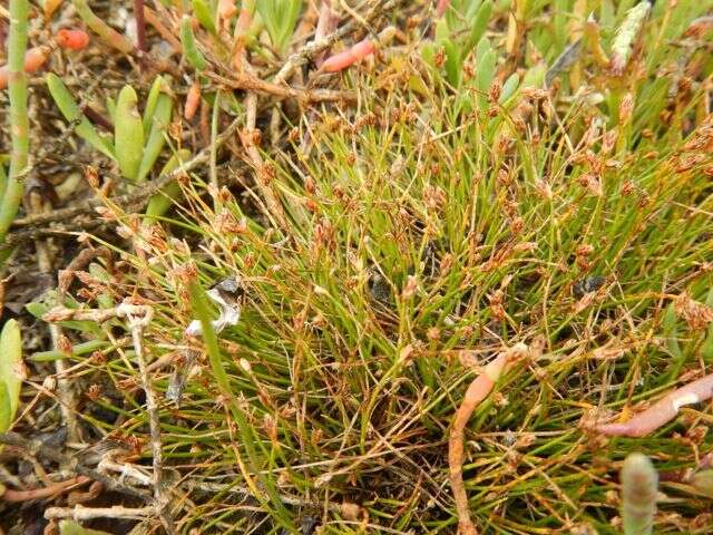 Слика од Isolepis cernua (Vahl) Roem. & Schult.