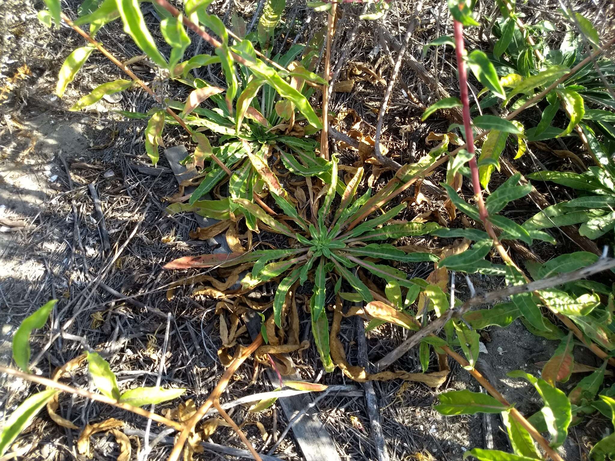 Image of Hooker's evening primrose