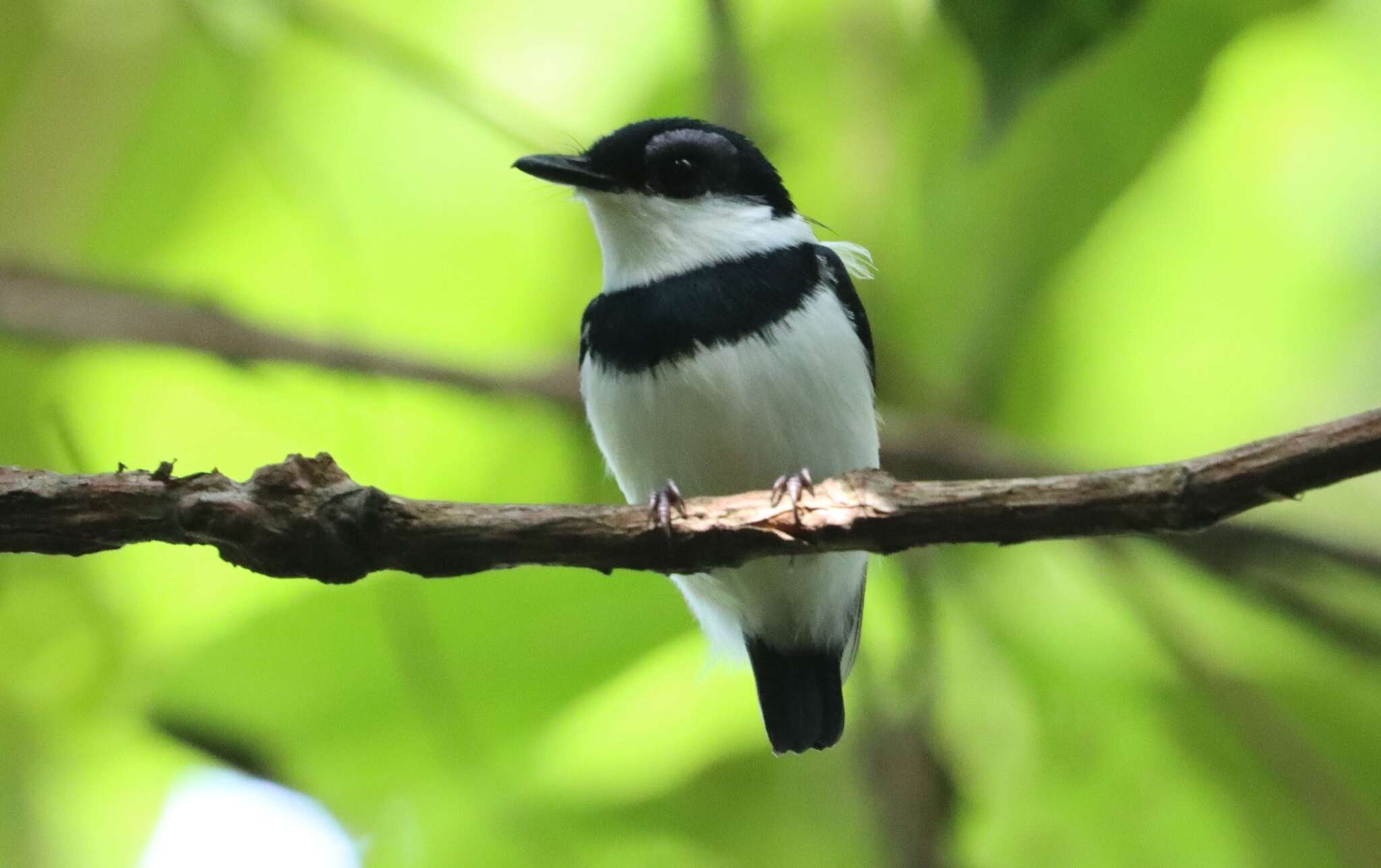 Image of West African Wattle-eye