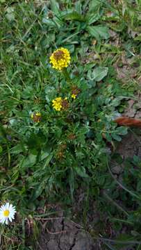 Image of medium flowered winter-cress