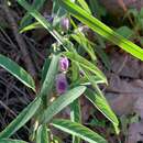 Plancia ëd Clitoria triflora S. Watson