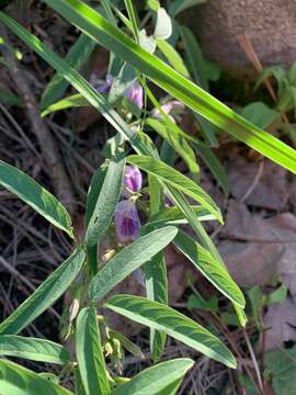 Plancia ëd Clitoria triflora S. Watson