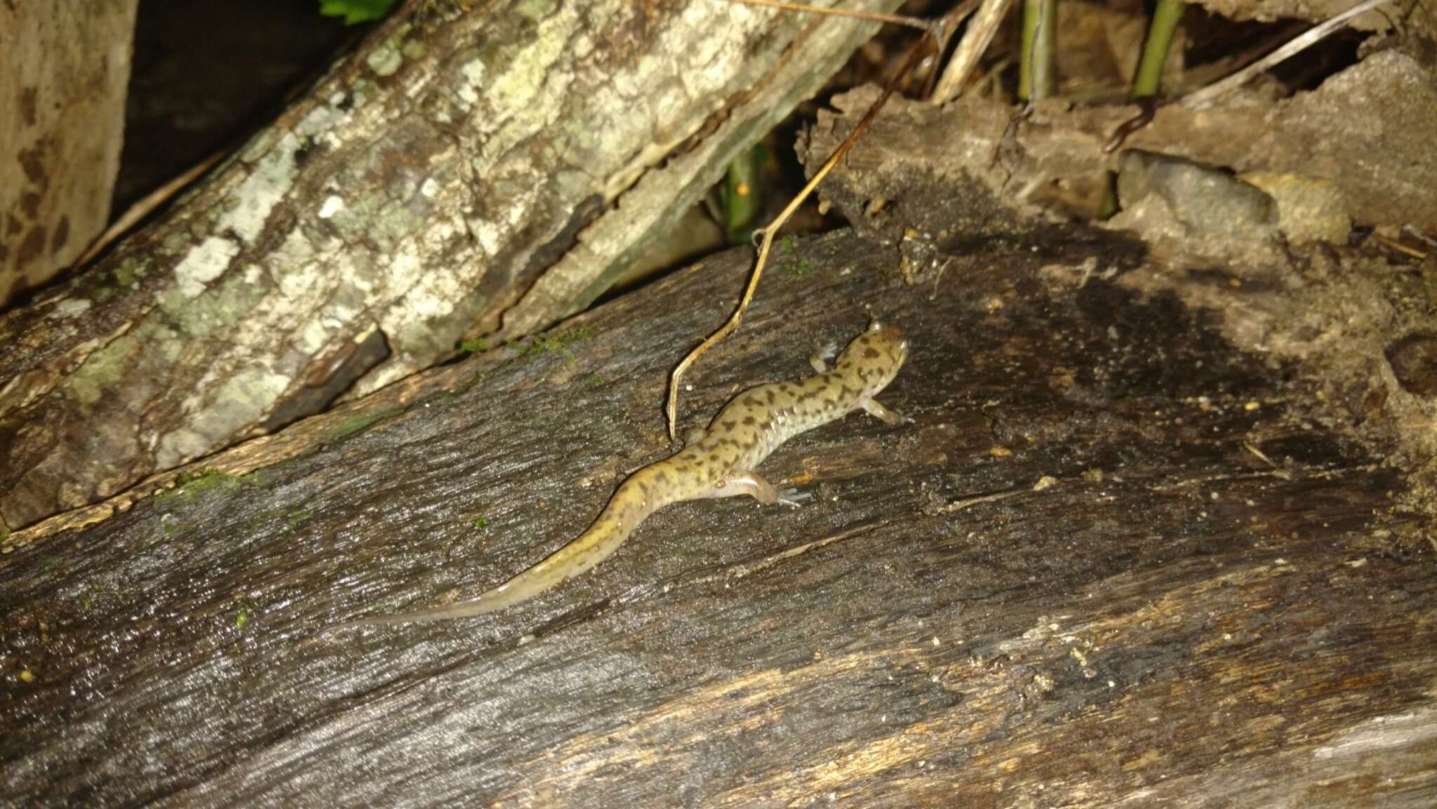 Image of Seal Salamander