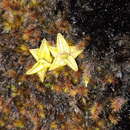 Image of Pinguicula calyptrata Kunth