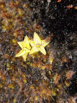 Image of Pinguicula calyptrata Kunth