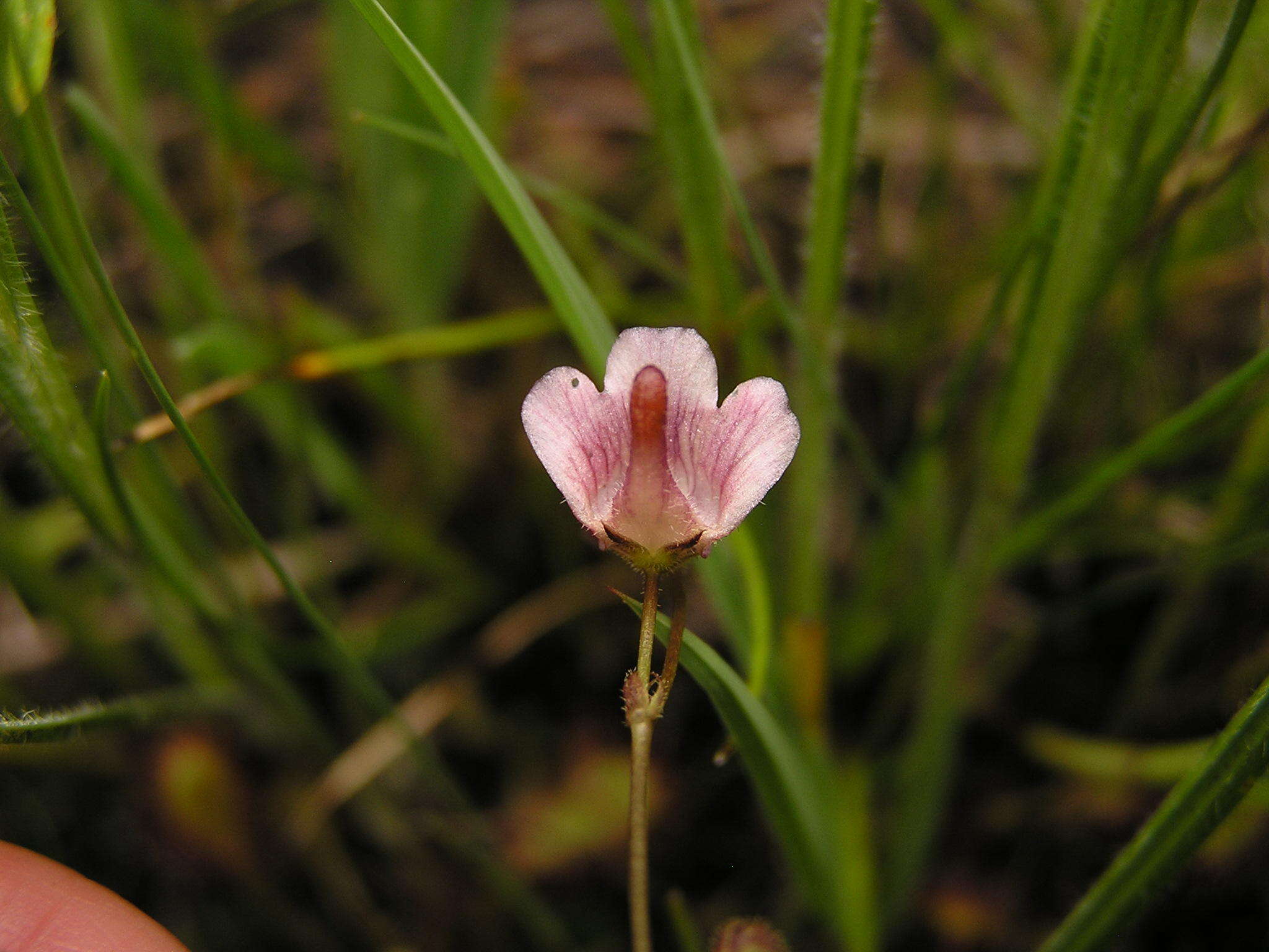 Image of Genlisea hispidula Stapf