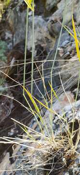 Image of Elymus reflexiaristatus (Nevski) Melderis