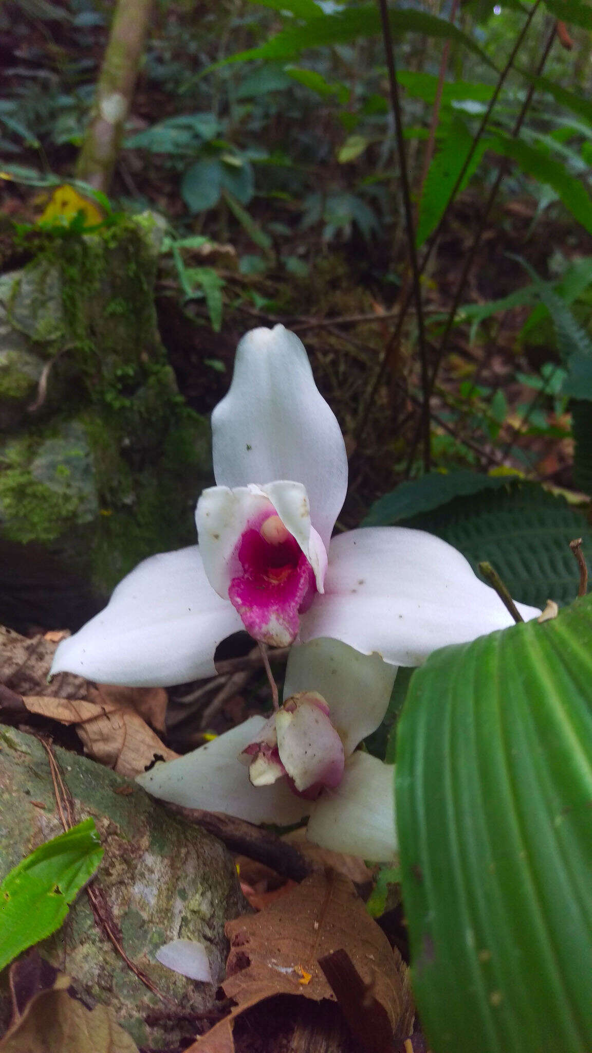 Imagem de Lycaste virginalis (Scheidw.) Linden