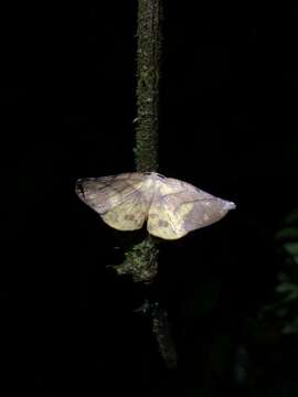 Sivun Simopteryx torquataria Walker 1860 kuva