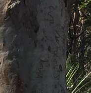 Image of scribbly gum