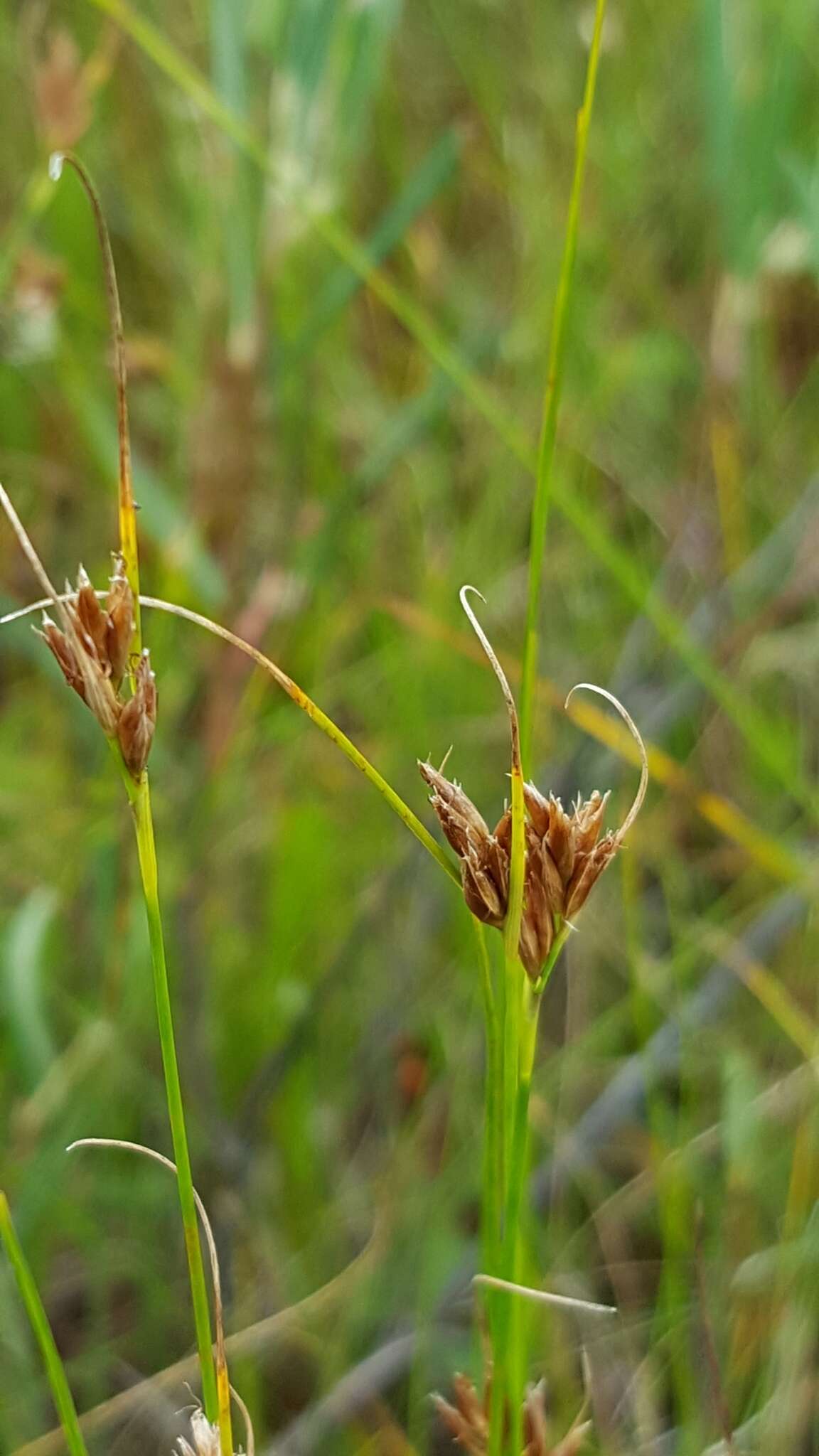 Image of Brown beakrush