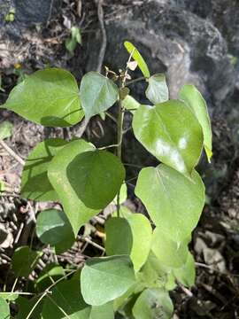 Image of Croton arboreus Millsp.