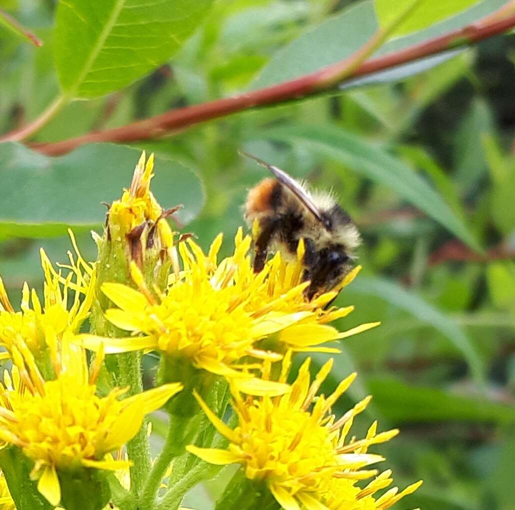 Image of Frigid Bumble Bee