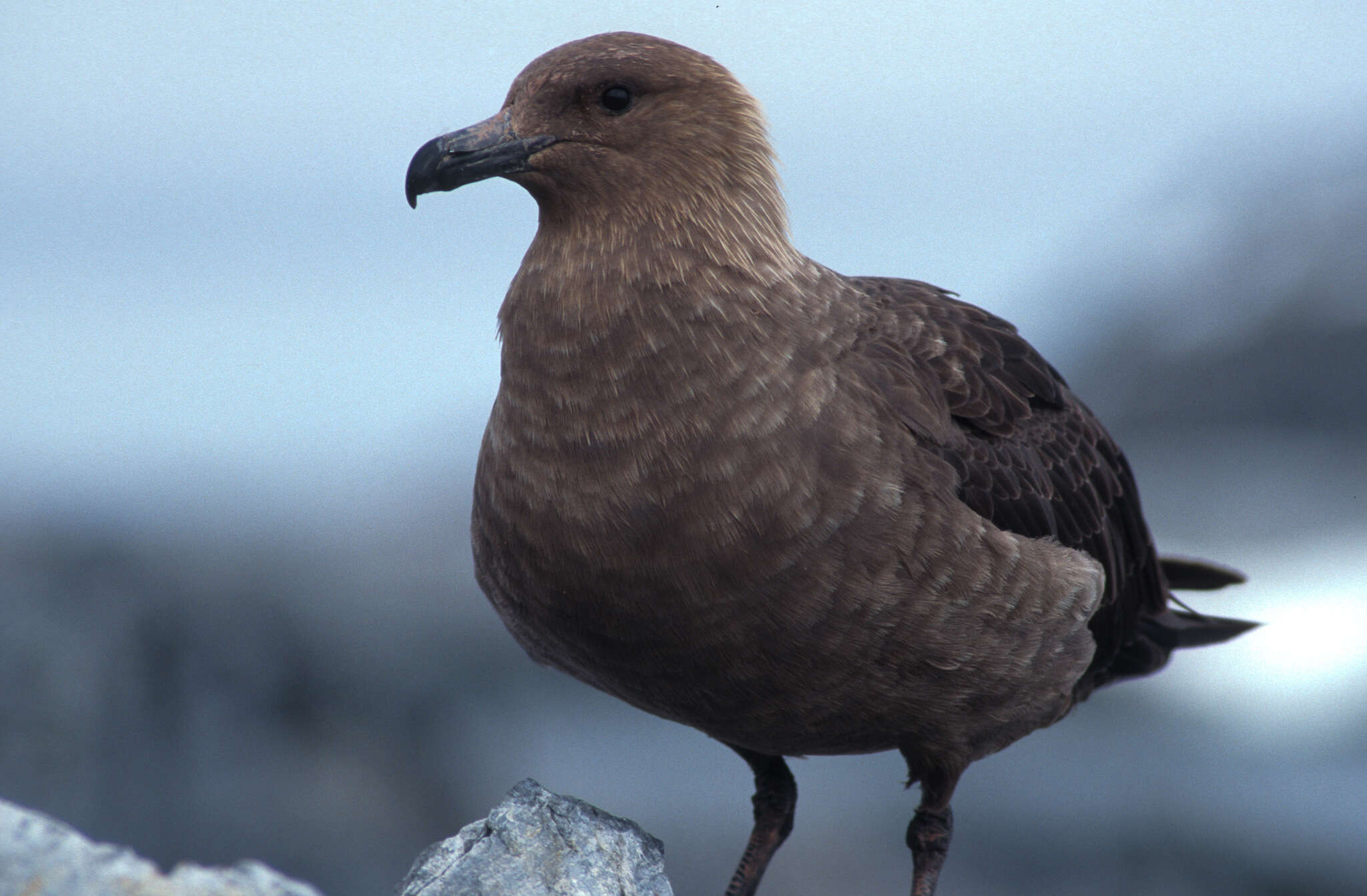 Image of South Polar Skua