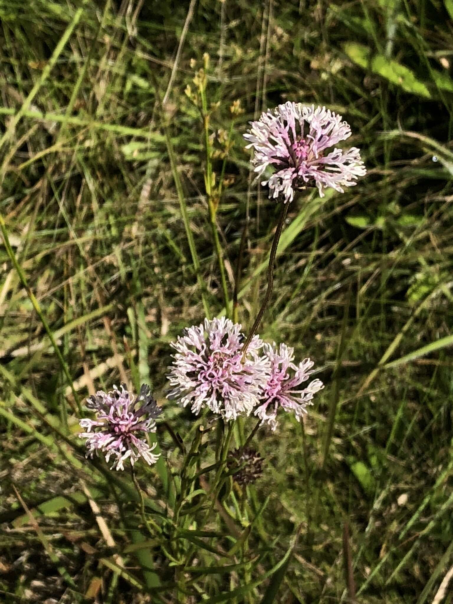 Image of grassleaf Barbara's buttons