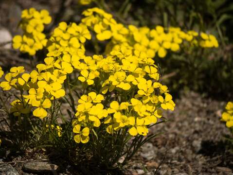 Image of Erysimum jugicolum Jord.