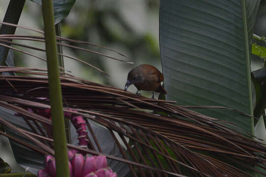 Image of Ruby-crowned Tanager