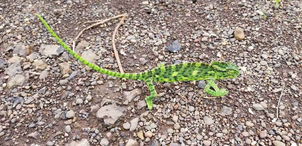 Image of Asian Chameleon