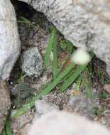 Geissorhiza bolusii Baker的图像
