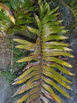 Image of Lomariocycas tabularis (Thunb.) Gasper & A. R. Sm.