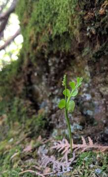 Image of Botrychium neolunaria Stensvold & Farrar