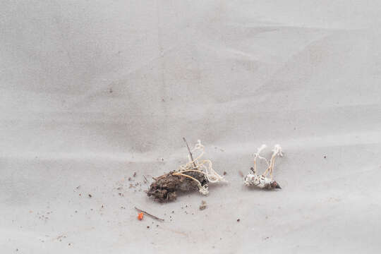 Image of <i>Cordyceps tenuipes</i>