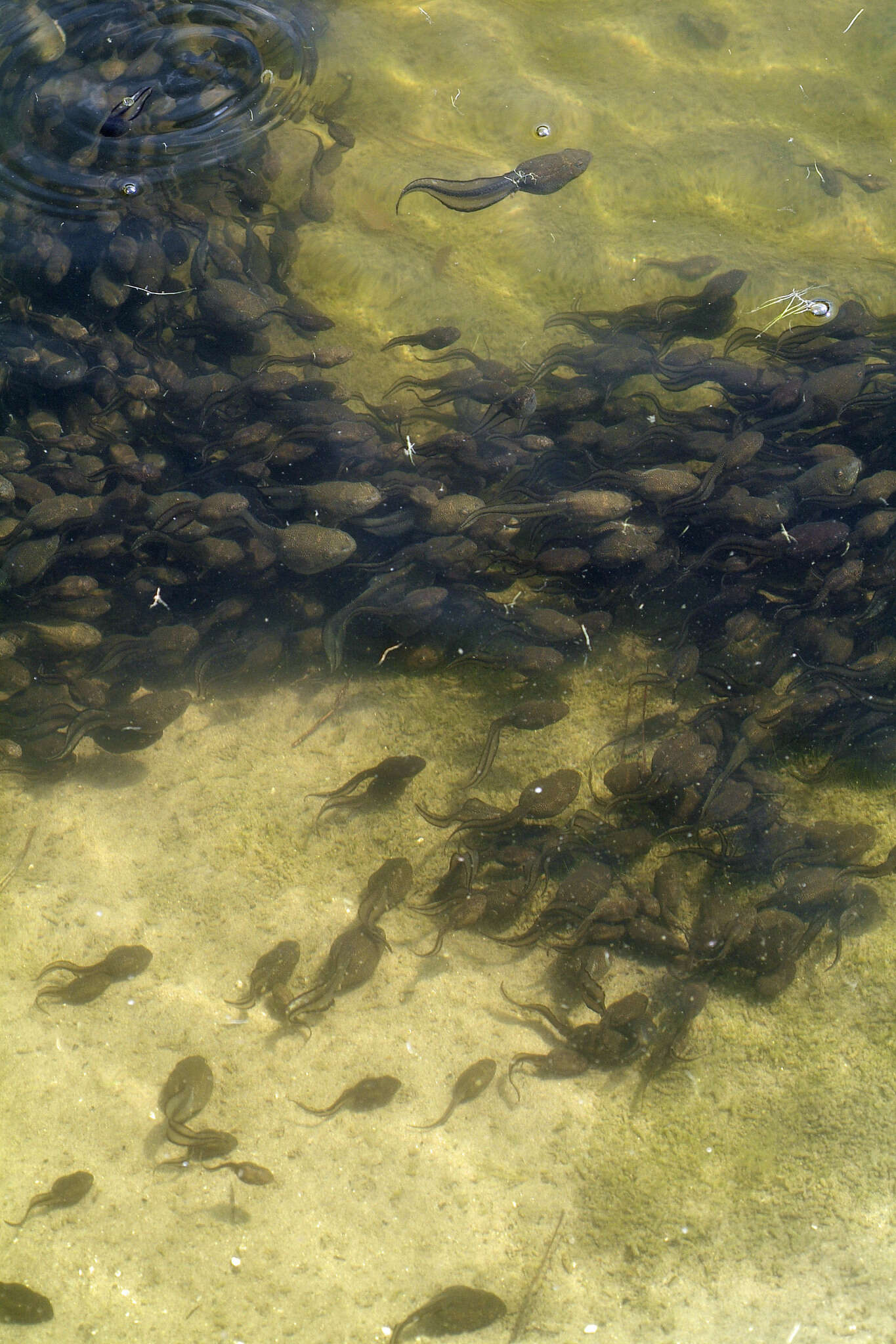 Sivun Lithobates heckscheri (Wright 1924) kuva