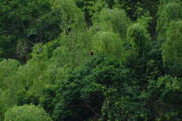 Image of Colombian Red Howler Monkey