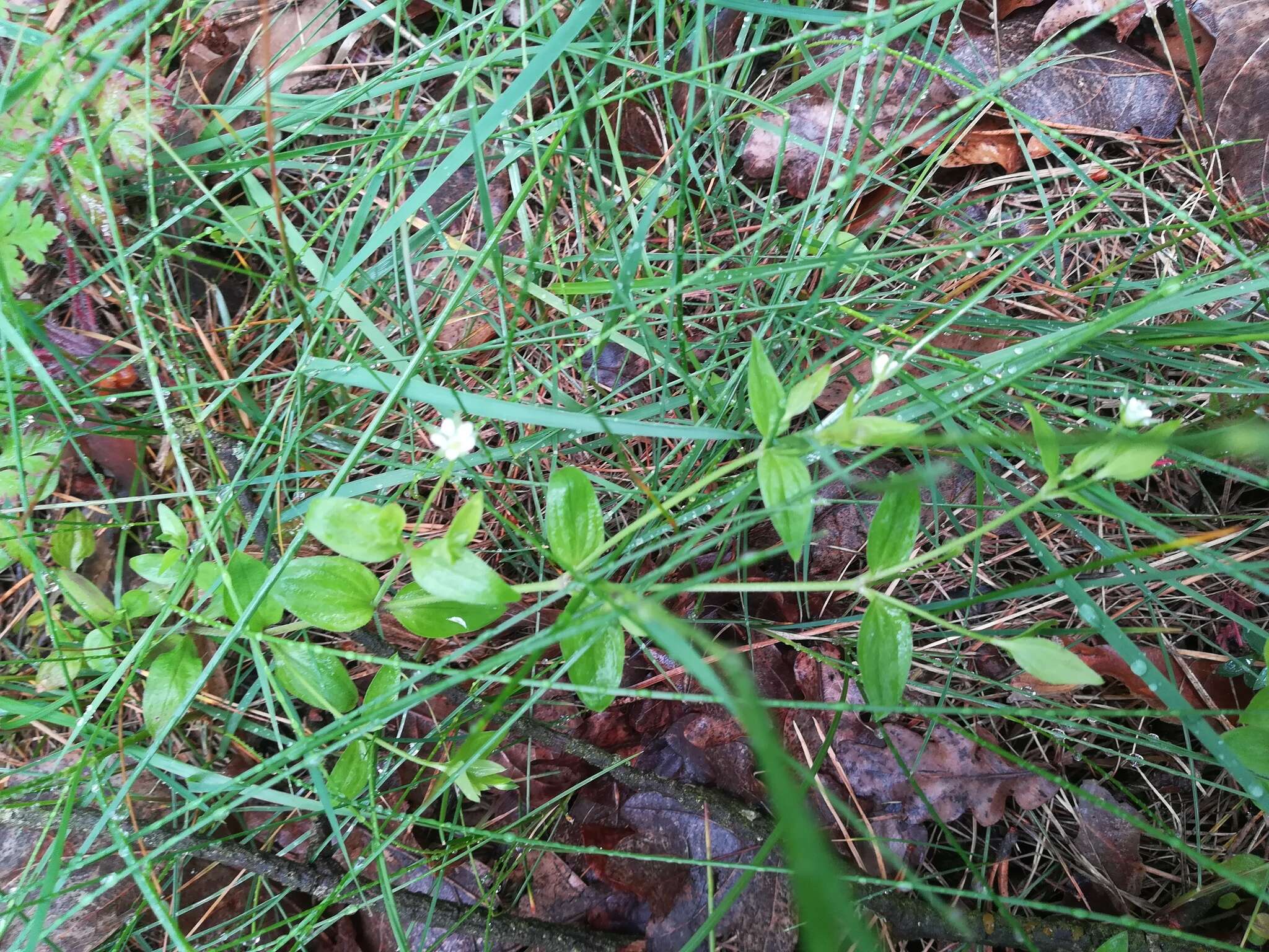 Слика од Moehringia trinervia (L.) Clairv.