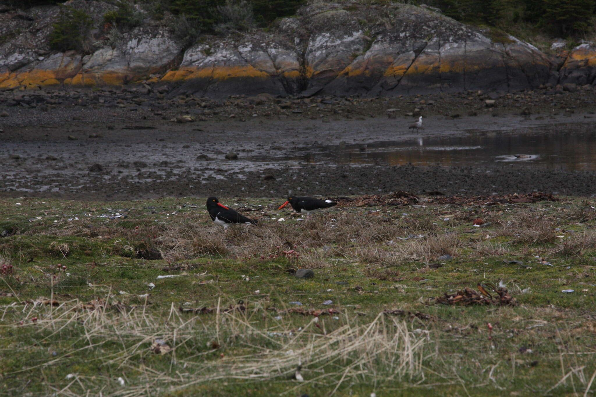 Image of Magellanic Oystercatcher