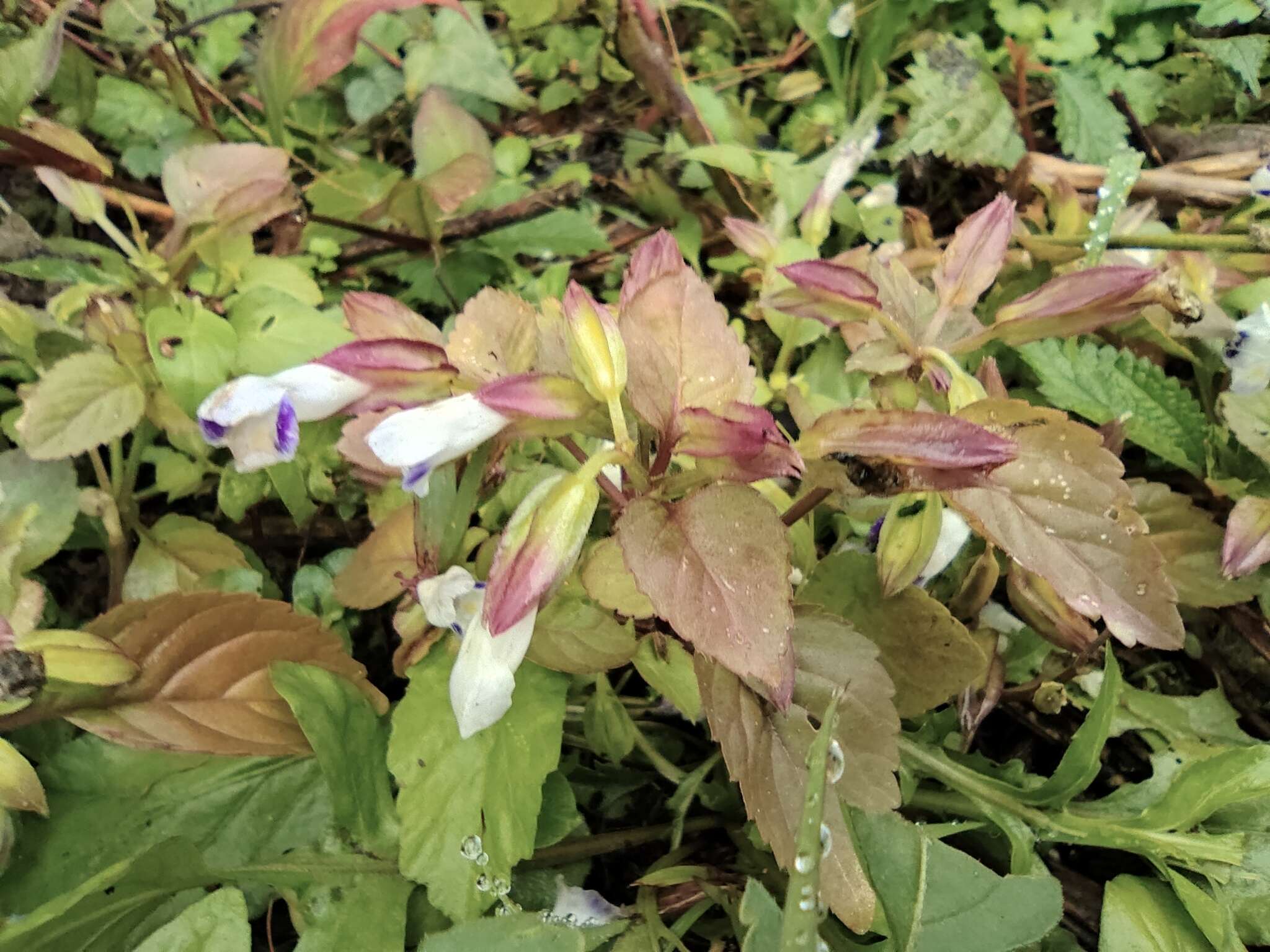 Image of Torenia violacea (Azaola ex Blanco) Pennell