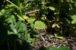 Image of Dwarf Pansy