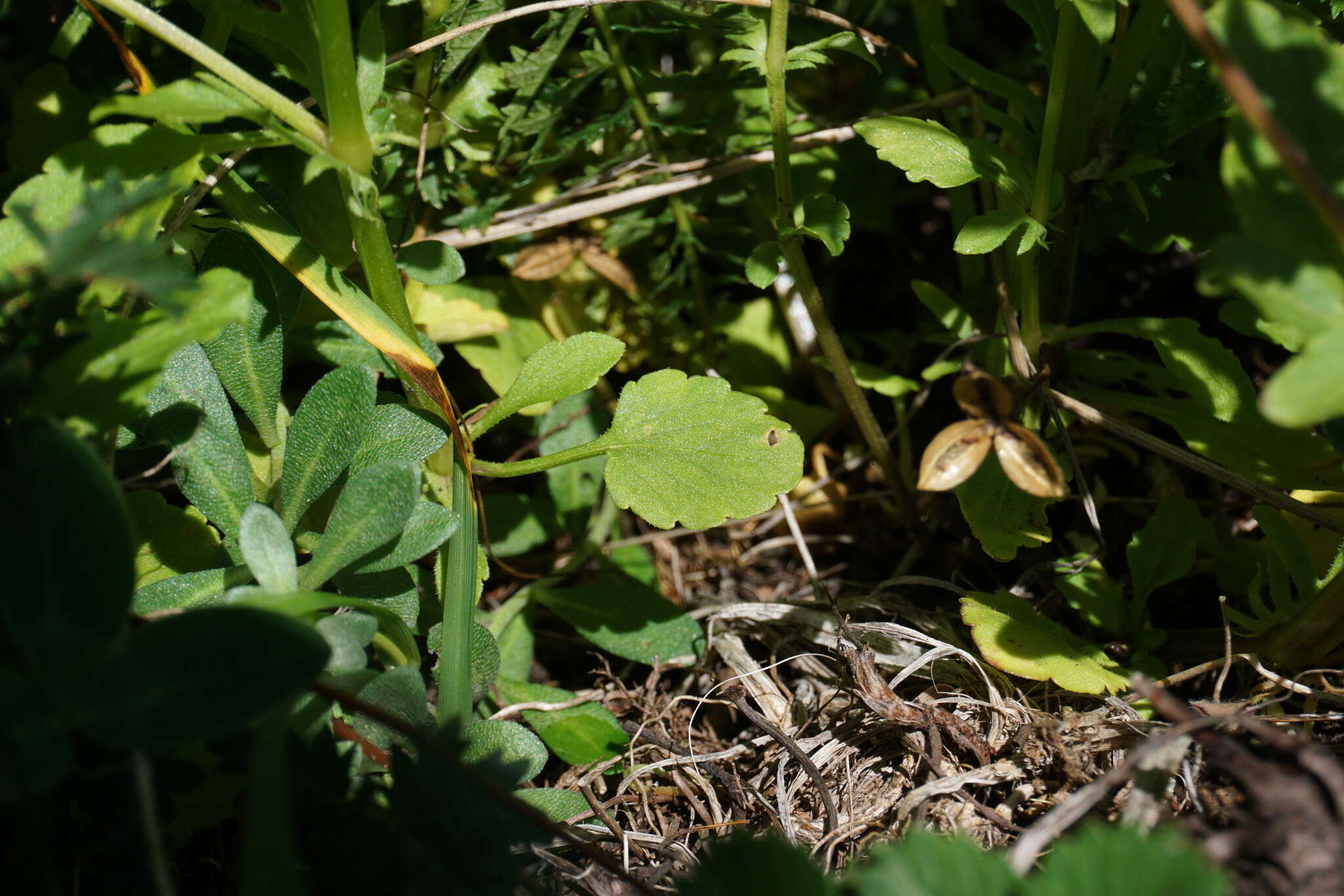 Image of Viola kitaibeliana Schultes