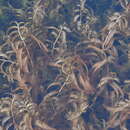 Image of Potamogeton alpinus subsp. tenuifolius (Raf.) Hultén