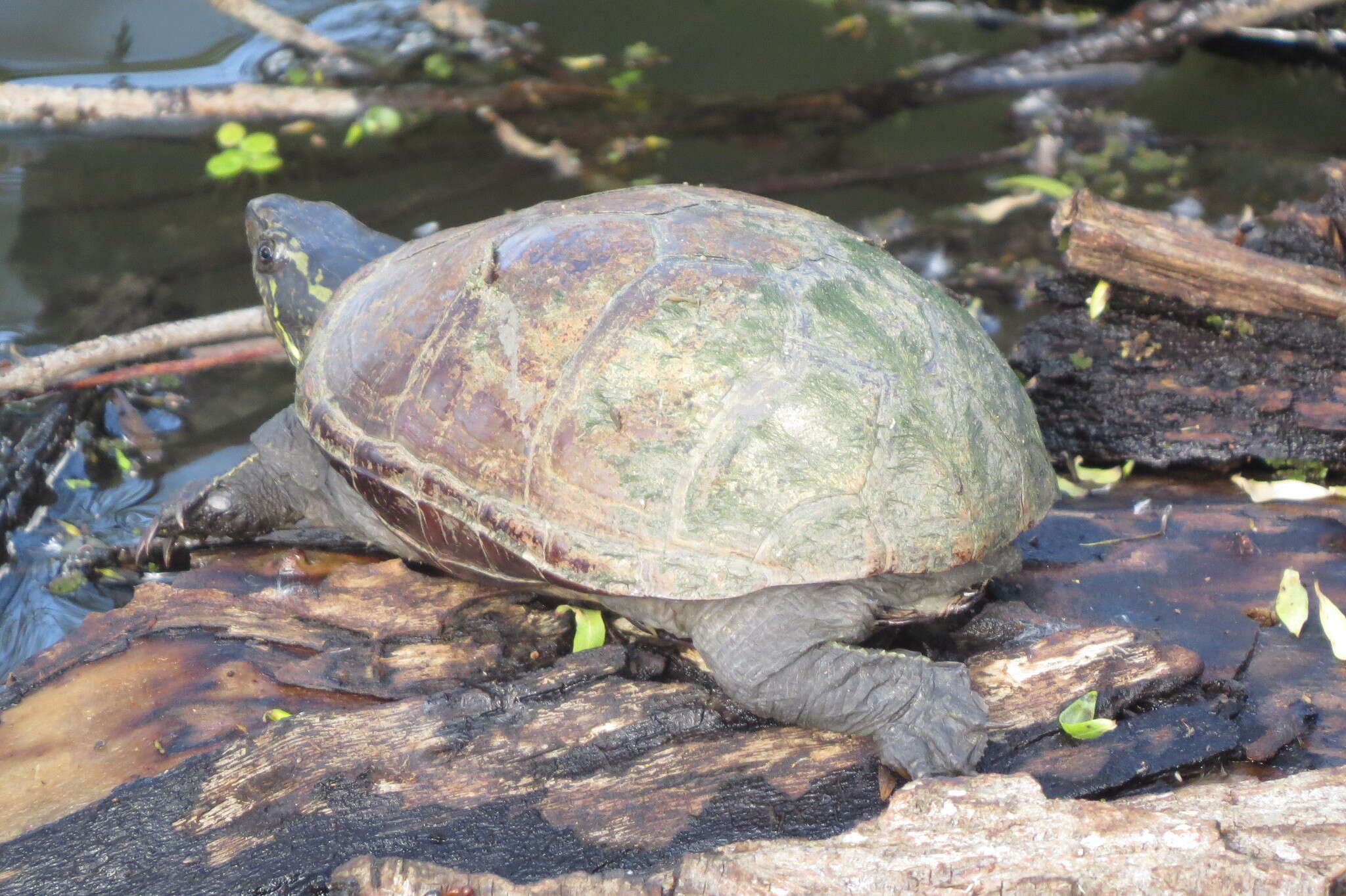 Image of Mississippi mud turtle