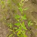 Image of Chenopodium acerifolium Andrz.