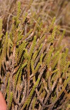 Image de Euryops candollei Harv.