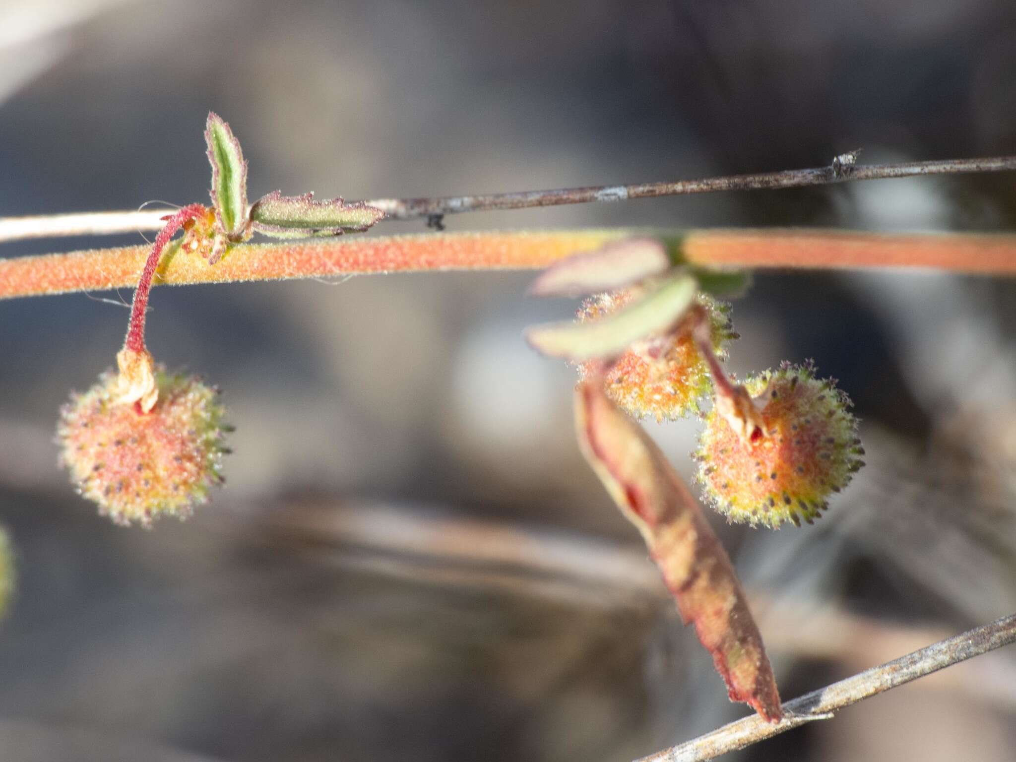 صورة Ayenia filiformis S. Wats.