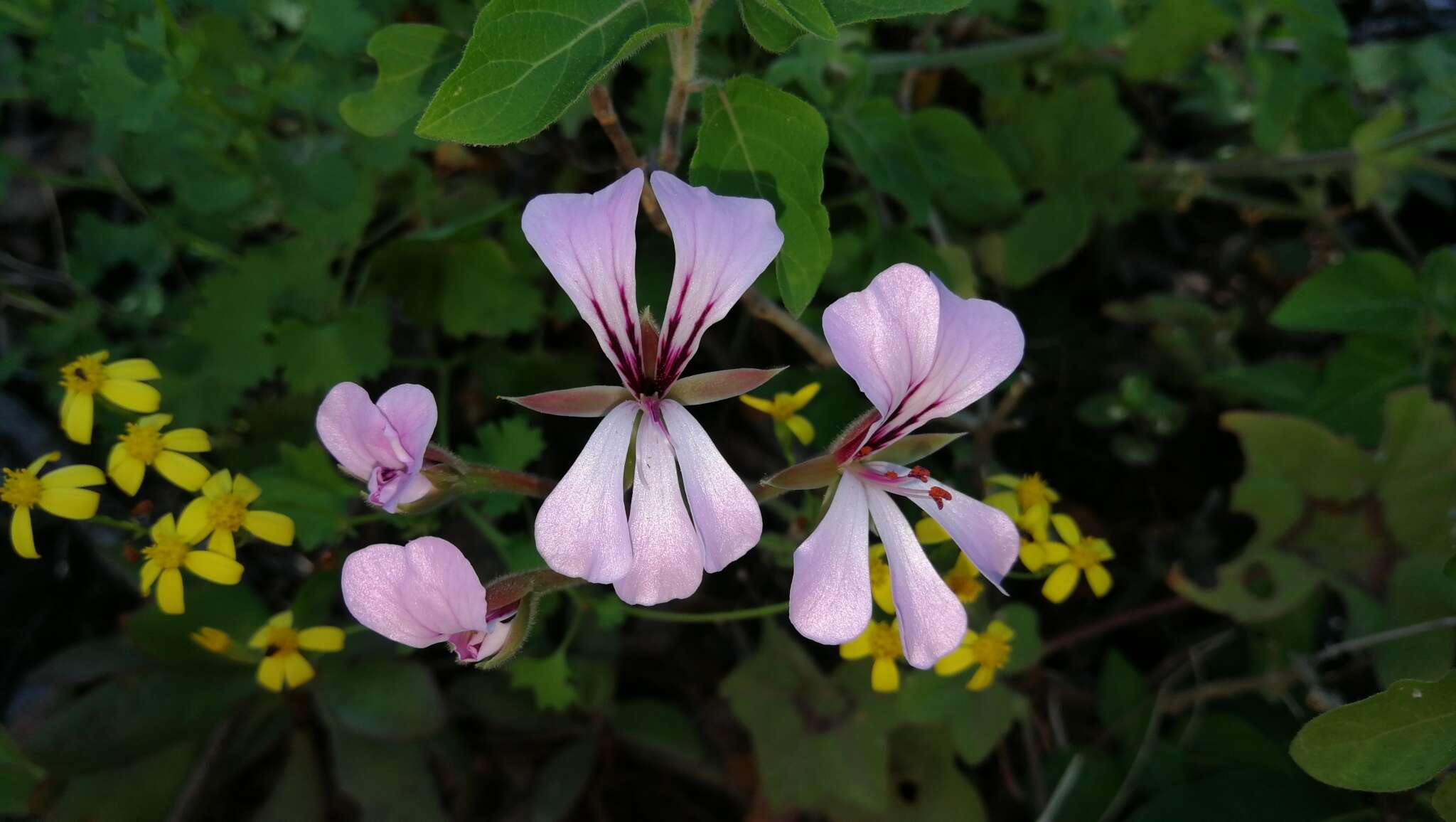 Image of Peltated Geranium