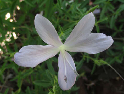 Image of Barleria pretoriensis C. B. Cl.